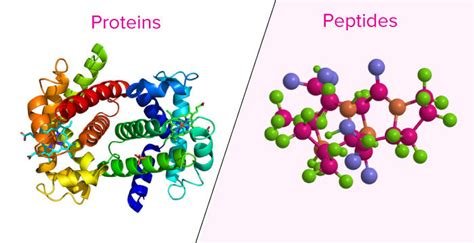 peptides-protein-comparison (2).jpeg