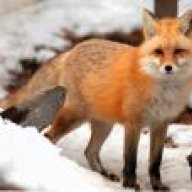 Red Fox