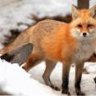 Red Fox
