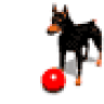 Doberman