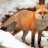 Red Fox