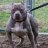 BLUEDOGGG