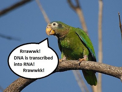 parroting.jpg
