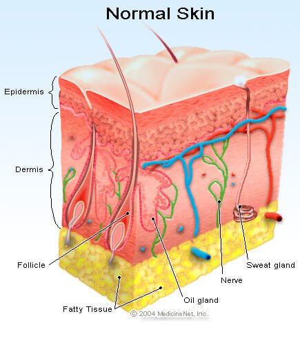 skin.jpg