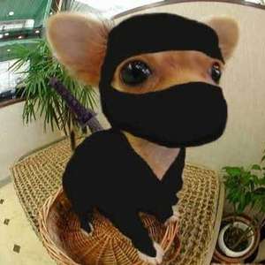 ninja_chihuahua.jpg