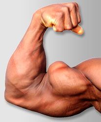 big-biceps1.jpg