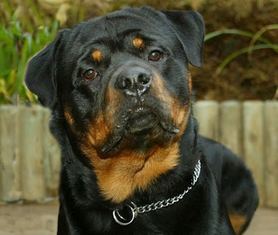 rottweiler1.jpg