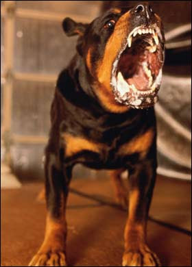 Rottweiler+01.jpg