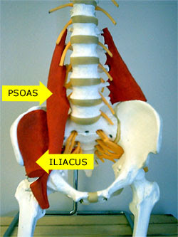 psoas.jpg