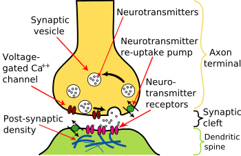 350px-Synapse_Illustration2_tweaked.svg.png